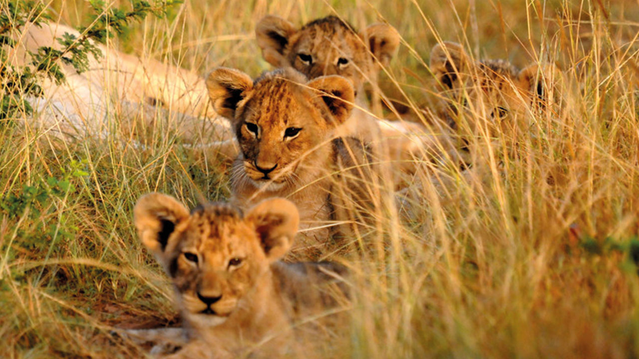 Big Five